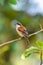 Burmese Shrike perching on a perch with soft morning sunlight