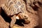 Burmese star tortoise Geochelone platynota