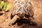 Burmese star tortoise Geochelone platynota