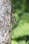 Burmese Striped Squirrel