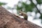 Burmese striped squirrel pauses from eating