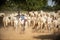 Burmese women drive herds back to the farm in the afternoon