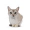 Burmilla cat on white background