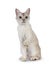 Burmilla cat on white background