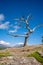 Burmis tree in Crowsnest Pass, Alberta