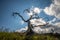 Burmis tree in Crowsnest Pass, Alberta