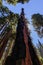 Burn Scars on a giant Sequoia Tree