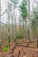 Burned area in Fires Creek, Nantahala National Forest