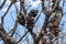 Burned banksia cones after bush fires in Australia.