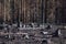 Burned black stumps in sunlight after forest fire in regenerating glade