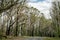 Burned bush along the road recovering after severe bushfire