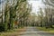 Burned bush along the road recovering after severe bushfire damage 6 months ago.