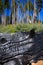 Burned charred redwood trunk in Yosemite