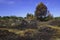 Burned Dune Landscape after Fire