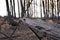 A burned fallen tree after a forest fire in Germany