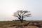 Burned fields and tree sunset