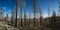 Burned forest in Bryce Canyon National Park