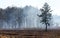 Burned forest, charred earth after the fire against the background of smoke and trees destruction landscape