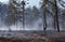 Burned forest, charred earth after the fire against the background of smoke and trees destruction landscape