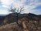 Burned forest in the mountains, burnt trees after wildfire, Spain