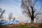 Burned grass and trees on the meadow