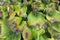 Burned hosta leaves in summer