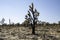 Burned Joshua Trees from Dome Fire in Mojave National