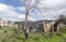 Burned  lightning tree stands in the Gey Ben Hinnom Park - called in the Holy Books as the Blazing Inferno in Jerusalem city in