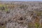 Burned off patch of heather on North Yorkshire moors.