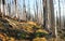 Burned Pine Forest on the Pacific Crest Trail, Oregon, USA