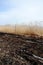 Burned reed on a beach of Lake Prespa, Macedonia