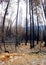 Burned sequoia forest in Yosemite National Park