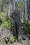 Burned sequoia tree in yosemite national park