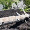 Burned tree in petrified lava flow on Etna slope