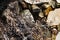 Burned tree roots and thin branches of vegetation in a common pile. Dry and lifeless black and gray fibers, ashy appearance after