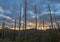 Burned tree trunks and sunset in dark cloudy day