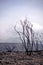 Burned trees in the aftermath of a wild fire in Las Vegas, province of Mendoza, Argentina.