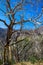 Burned trees in Cache La Poudre Wild and Scenic River Valley