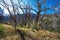 Burned trees in Cache La Poudre Wild and Scenic River Valley