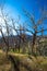 Burned trees in Cache La Poudre Wild and Scenic River Valley