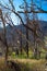 Burned trees in Cache La Poudre Wild and Scenic River Valley