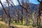 Burned trees in Cache La Poudre Wild and Scenic River Valley