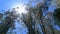 Burned trees in the Dandenong ranges, Australia