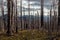 Burned trees after wildfire during sunset