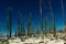 Burned trees in winter against the blue sky. bryce national park