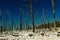 Burned trees in winter against the blue sky. bryce national park