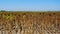 Burned, undeveloped sunflower field. drought and rain shortage.