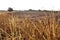 Burned Wheat Field