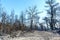 Burned woodland stretch at Greece