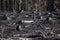 Burned zone with black stumps in sunlight after forest fire